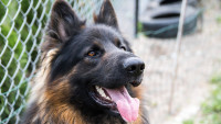 pes vlčák dog-1613976 1280